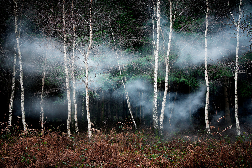 Between the Trees 2