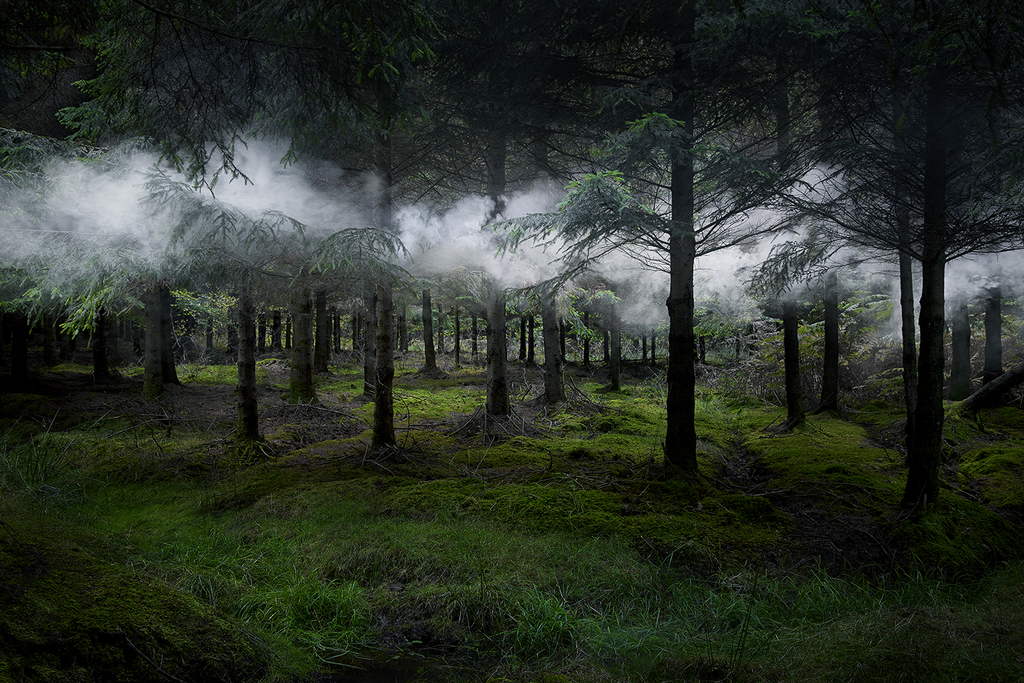 Between the Trees 3