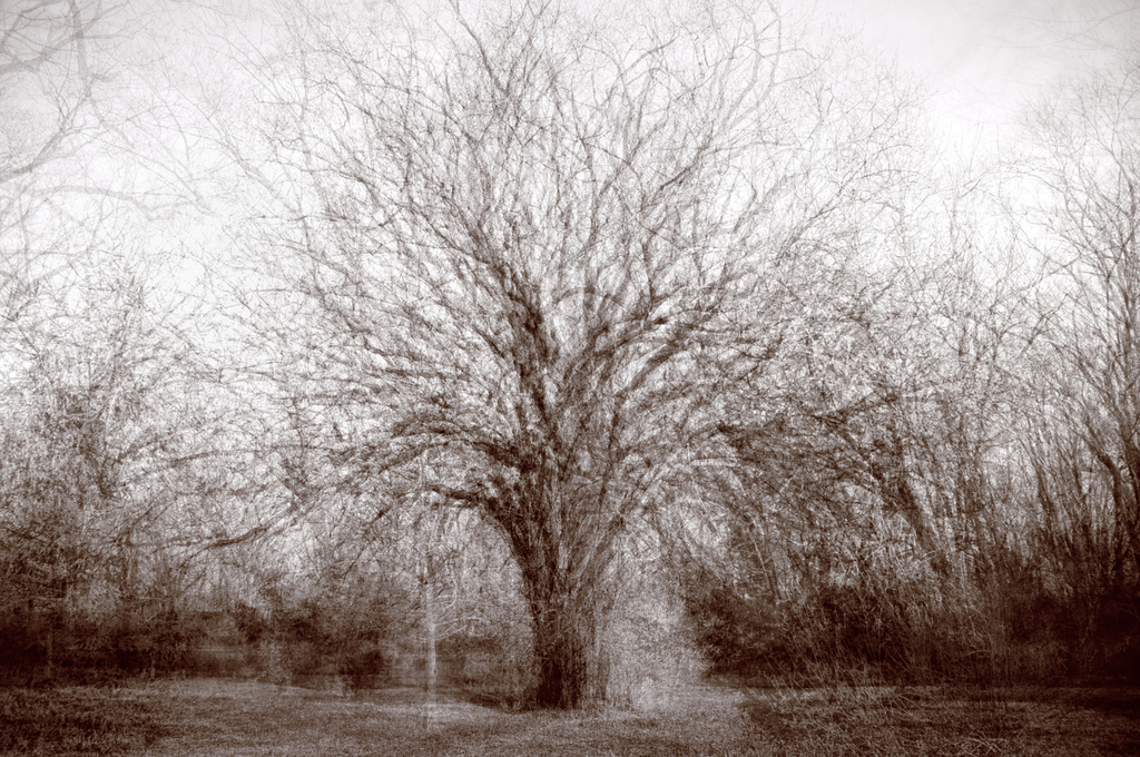 011 39 Heritage Park Silver Maple 1 12