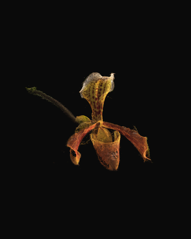 ORQUIDEAASILADA Edit